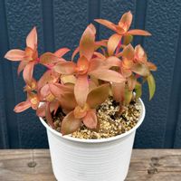 火祭り,火祭り,多肉植物,多肉植物のある暮らしの画像