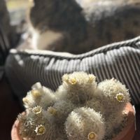 サボテン,デンドロビウム,白星,デンドロビウム リケナストラム,mammillaria plumosaの画像