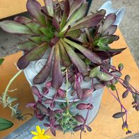 ルビーネックレス,黒法師,ドルフィンネックレス,スマホ撮影加工なし,花の15年組の画像