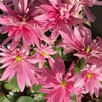 ダイモンジソウ,ダイモンジソウ,山野草,冬〜,さむ〜の画像