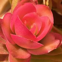 火祭り,スマホ撮影加工なし,花の15年組の画像