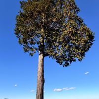 クスノキの画像