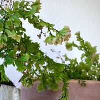 アジアンタム,アジアンタム　ピーコック,観葉植物の画像