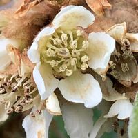 夏みかん,夏みかん,ビワの花,ビワの花,ミカンの葉の画像