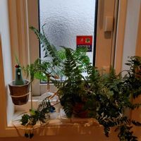 トキワシノブ,ぼん・トキワシノブ,毎月４日はシダの日,こっそりにぃさんチキン,チキン倶楽部の画像