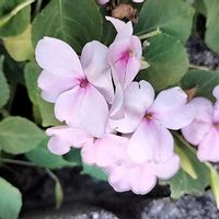 インパチェンスの画像