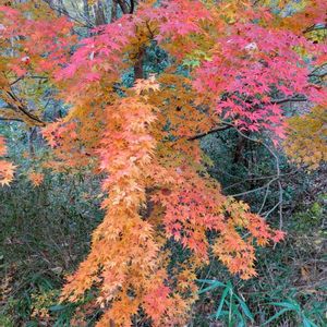 イロハモミジ,伊呂波紅葉,雑草,山野草,野草の画像