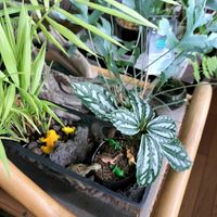 テーブルヤシ,テーブルヤシ,ピレア・カディエレイ,ピレア・カディエレイ,我が家の庭の画像