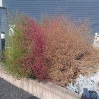 コキア,手作りリースの画像