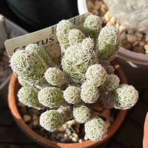 銀手毬,銀手毬,多肉植物,鉢植え,ダイソーの画像