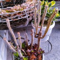 サボテン,黒法師,黄金司,多肉植物いろいろ,多肉植物の寄せ植えの画像