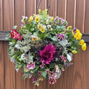 ハンギングバスケット,ハンギング・バスケット,チーム・ブルー,チーム・ブルーNo.150,愛の花♡の画像