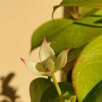 ヤマボウシ,外出先にての画像