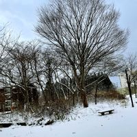 ケヤキ,ケヤキ,ストレプトカーパス,ストレプト カーパス,午後の雪景色の画像