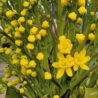 ヒイラギナンテン,外出先にての画像