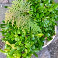 アジアンタム,タツナミソウ,ユキノシタ,シダ,マメヅタの画像