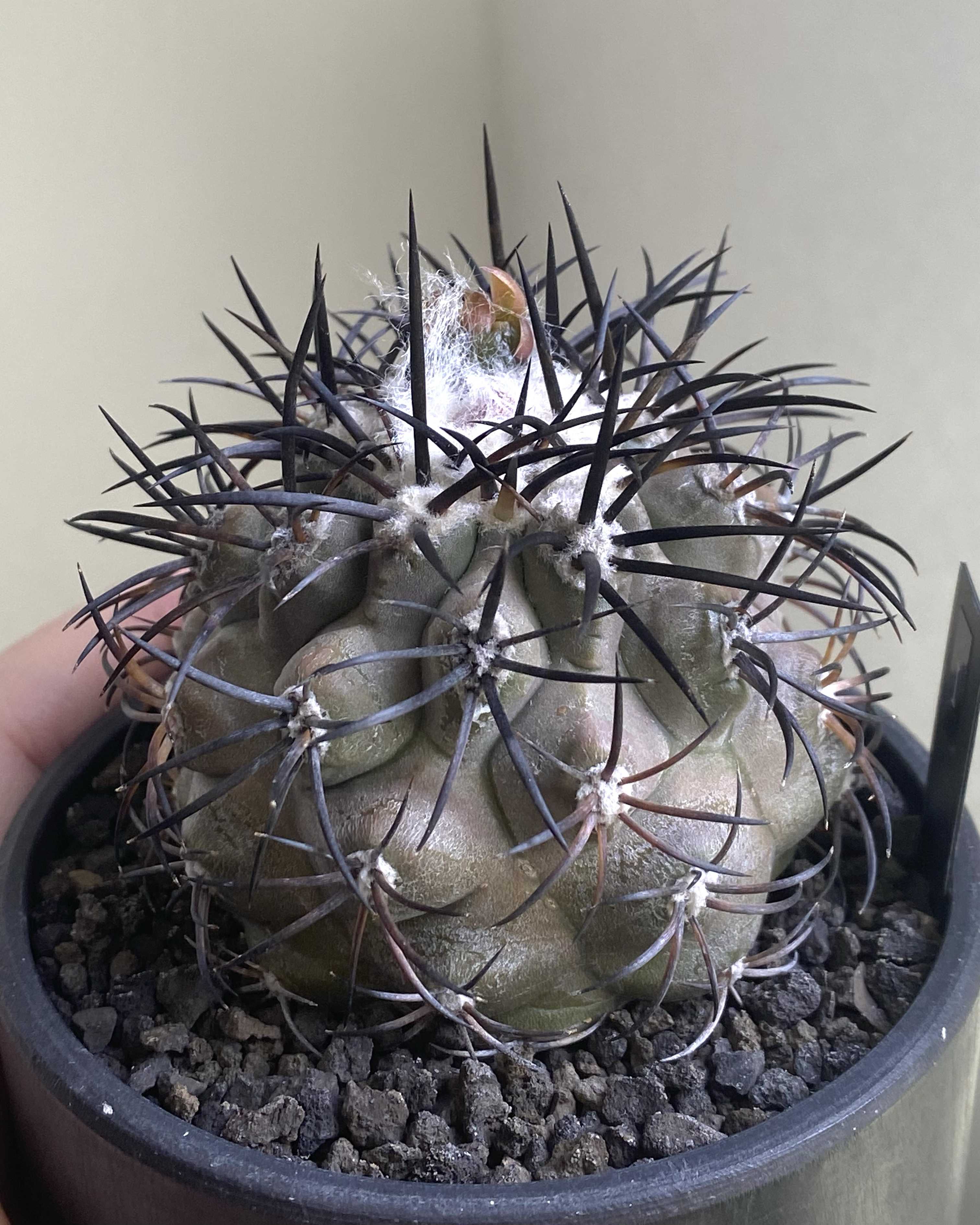 コピアポア グリセオビオラセアの一覧｜🍀GreenSnap（グリーンスナップ）