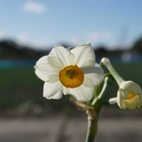 スイセン,ネギ,日本水仙,ネギ畑,切り花の画像