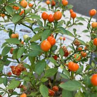 観賞用トウガラシの画像