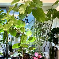 アンスリウム,モンステラ,アグラオネマ,エバーフレッシュ,柱サボテンの画像