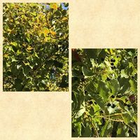 クスノキの画像