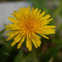 タンポポ,頭花,黄色い花,多年草,青空の画像