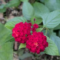 石蕗（つわぶき）,開花中,嬉しい❤️,ランタナ☆,満開❣️の画像