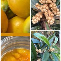 カラー,ヒメツルソバ,ビワ,桜吹雪,今日のお花の画像