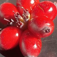 ハナミズキ,ハナミズキの実の画像