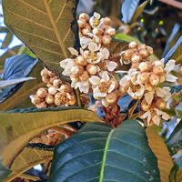 ビワ,ビワ,枇杷,枇杷,大人の着せ替え人形の画像