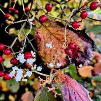 ガマズミ,果実,落葉低木,自生,返り咲きの画像