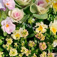 アリッサム,アリッサム,クローバー,クローバー,ハボタンの画像