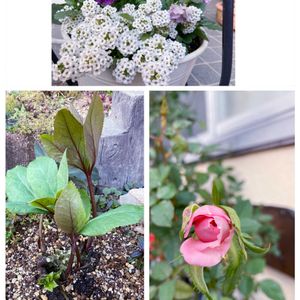 クリスマスローズ,パンジー,ミニバラ,花芽,花のある暮らしの画像