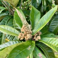 ビワ,iPhone撮影,山下公園通り,チーム花が好き♡,チーム☆YOKOHAMA☆の画像