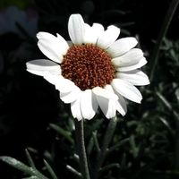 ローダンセマムの画像