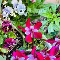 エキナセア,パンジー,かわいい,楽しみ〜,小さな幸せ♡の画像