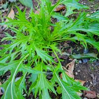 水菜,小さな庭,家庭菜園の画像