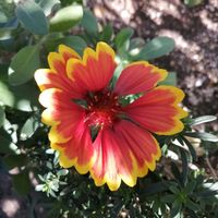 ガイラルディアの画像