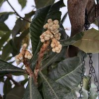 ケヤキ,ビワ,ビワ,モミジ,モミジの画像