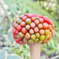 ムサシアブミ,ムサシアブミの実,ガーデニング,山野草,多年草の画像