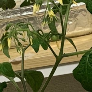 ミニトマト,家庭菜園,リビング・ダイニングの画像