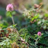 セッコウボク,シンフォリカルポス,ハボタン,葉牡丹,アカツメクサの画像