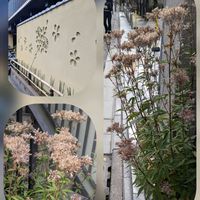 キク,グレビレア,グレビレア,トレニア,フジバカマの画像