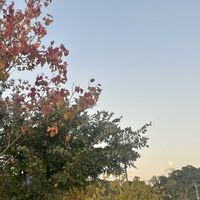 ナンキンハゼ,散歩,素敵な出会い,季節を楽しむ,胸キュンの画像