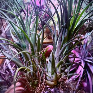 エアプランツ,チランジア属,ブロメリア科,植物のある暮らし,ビザールプランツの画像