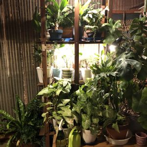 多肉植物,観葉植物,花のある暮らし,緑のある暮らし,植物育成ライトの画像