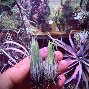 エアプランツ,チランジア属,ブロメリア科,植物のある暮らし,ビザールプランツの画像