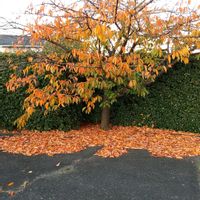 サザンカ,ギンモクセイ,サトザクラの紅葉の画像