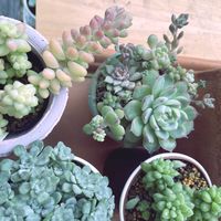 多肉植物の寄植え,多肉植物の寄植え,白雪ミセバヤ,白雪ミセバヤ,新玉つづり（ビアホップ）の画像