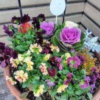 ビデンス,葉牡丹,多肉寄せ植え,クリスマス寄せ植えの画像